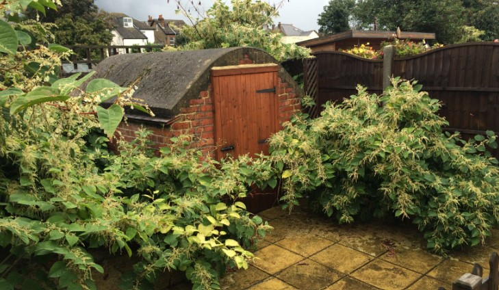 Where are Hertfordshire's Japanese Knotweed hotspots?