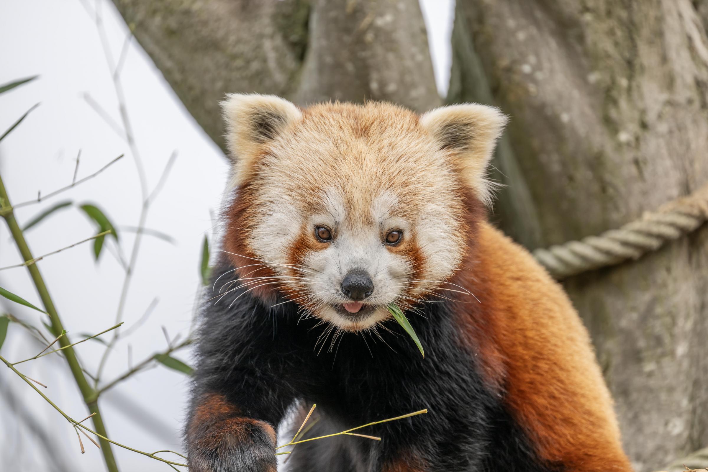 Endangered red panda Ash arrives at Hertfordshire Zoo