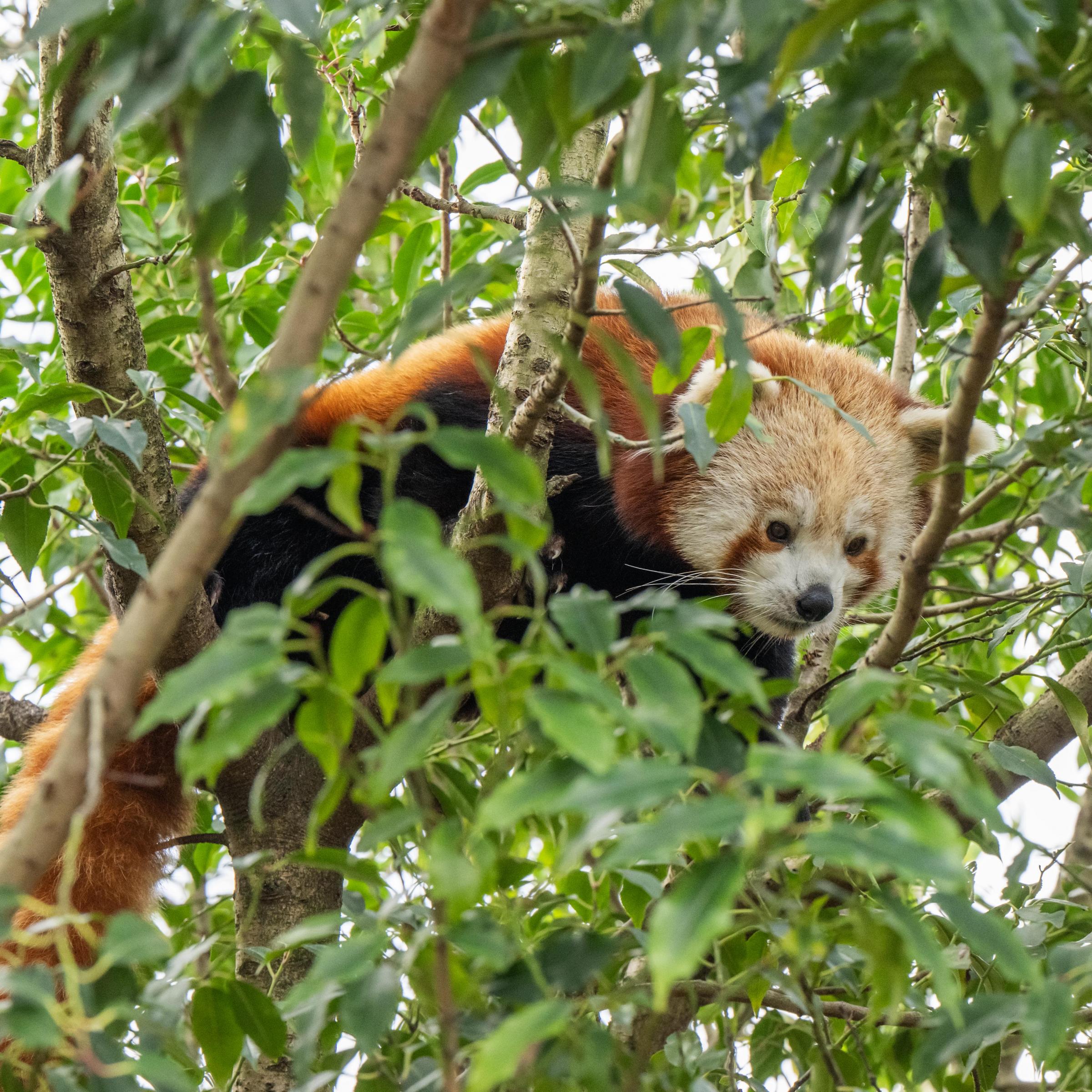 Paradise Wildlife Park changes name to Hertfordshire Zoo