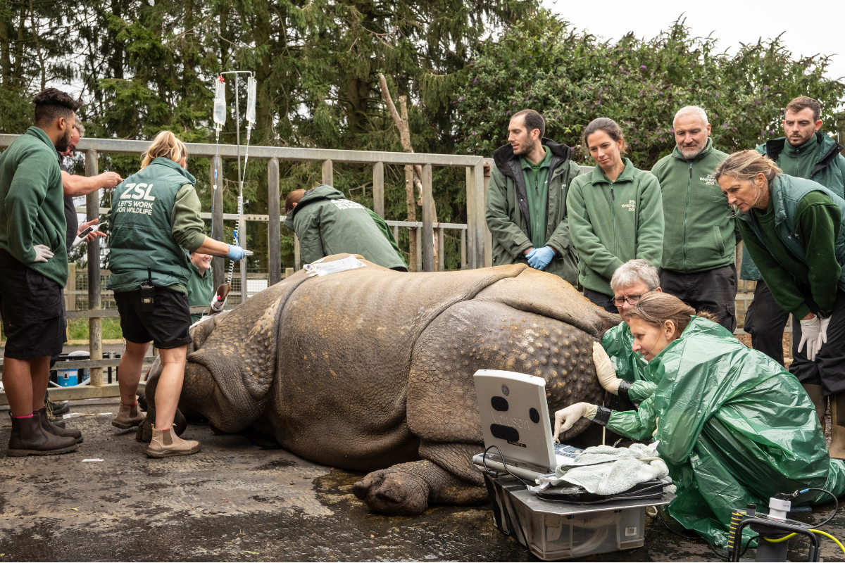 Zoo 'heartbroken' after Beluki the rhino put down