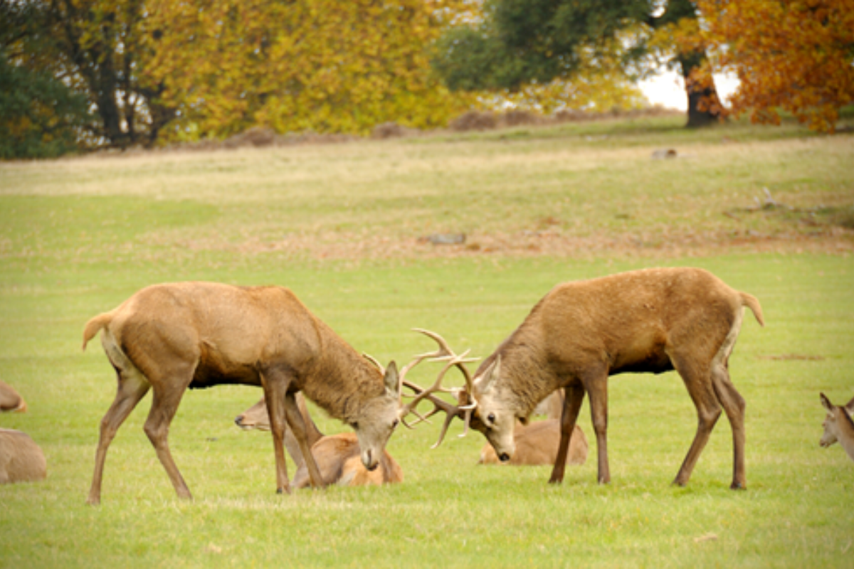 Drivers warned of 'unpredictable' deer on roads this autumn