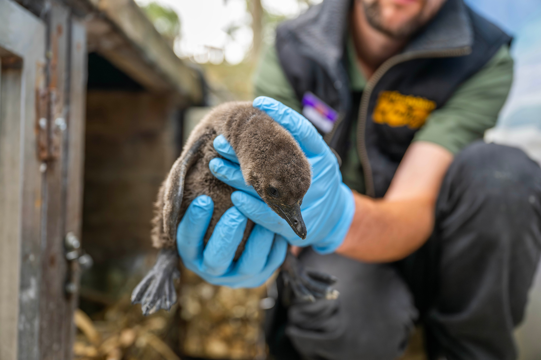 British Zoo names endangered penguin chicks after Oasis frontmen