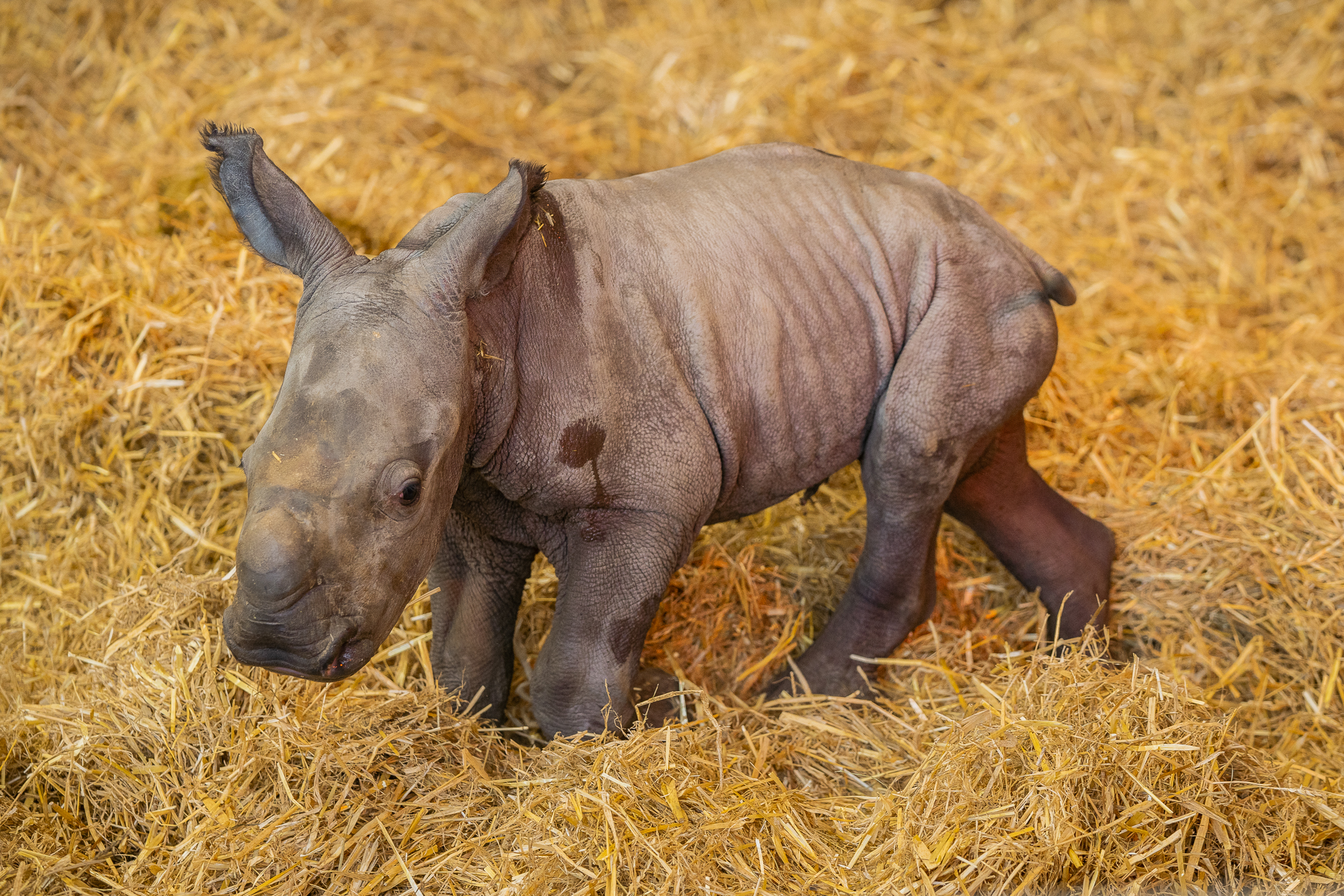 Baby white rhino born at Whipsnade Zoo