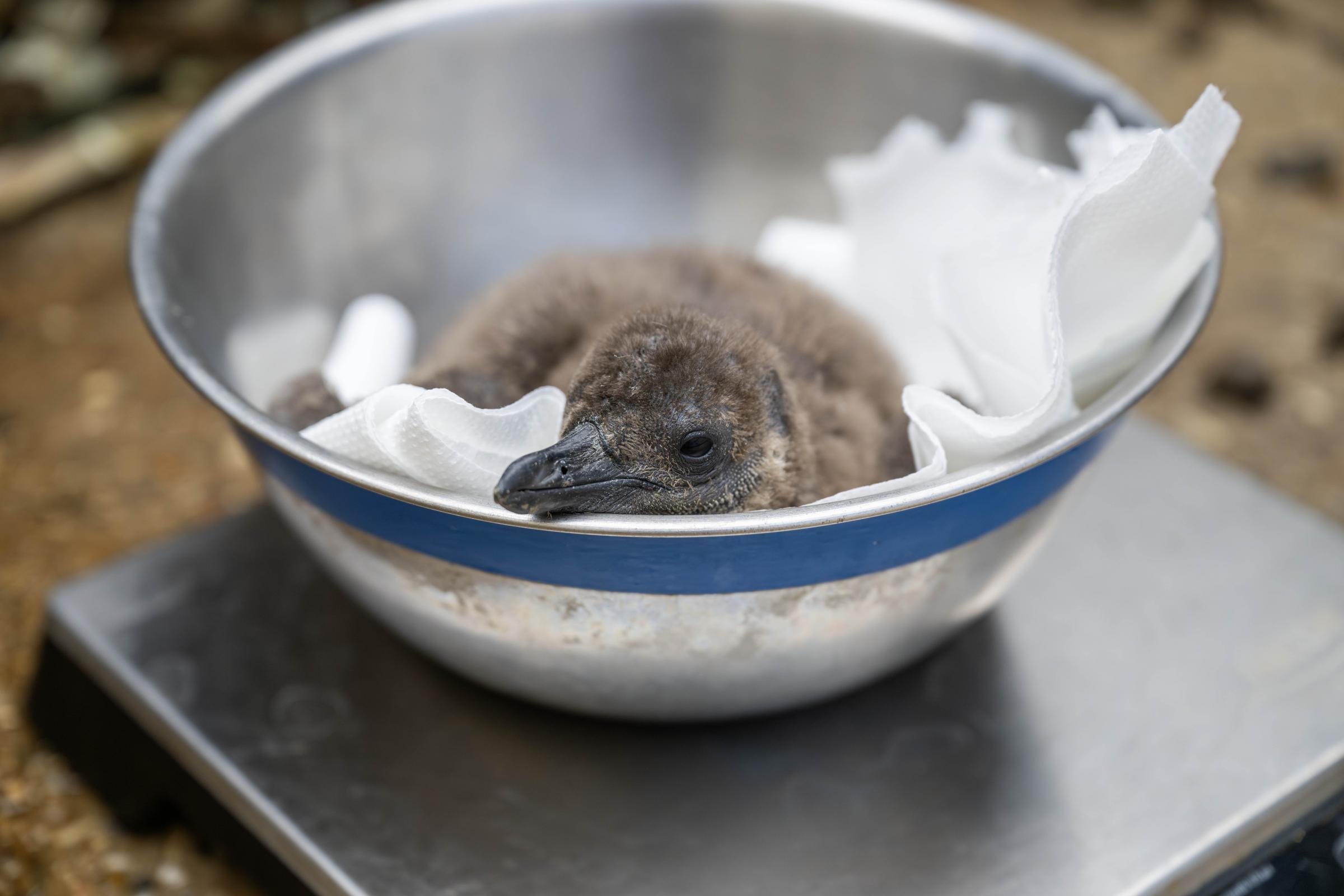 Hertfordshire Zoo names endangered penguin chicks after Oasis frontmen